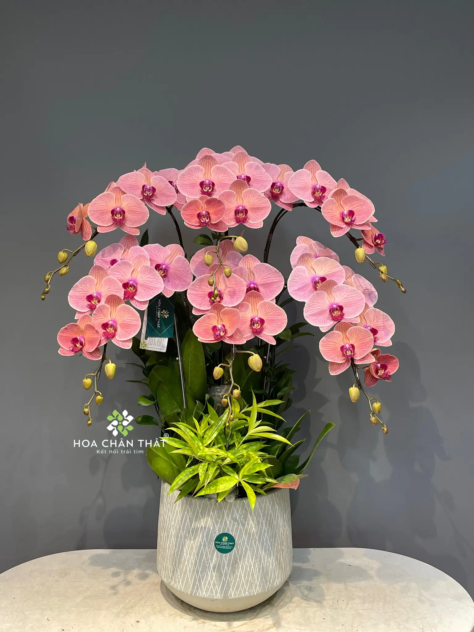 Lan Hồ Điệp Vu Lan 2025 – Quà Tặng Doanh Nghiệp Đẳng Cấp Tri Ân 526850588 743121508470247 3513694233713797204 n