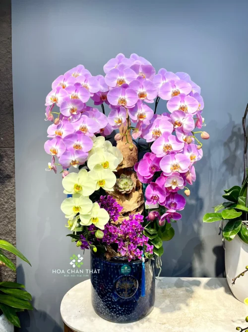Chậu Lan Hồ Điệp – Vạn Sắc Thành Công
