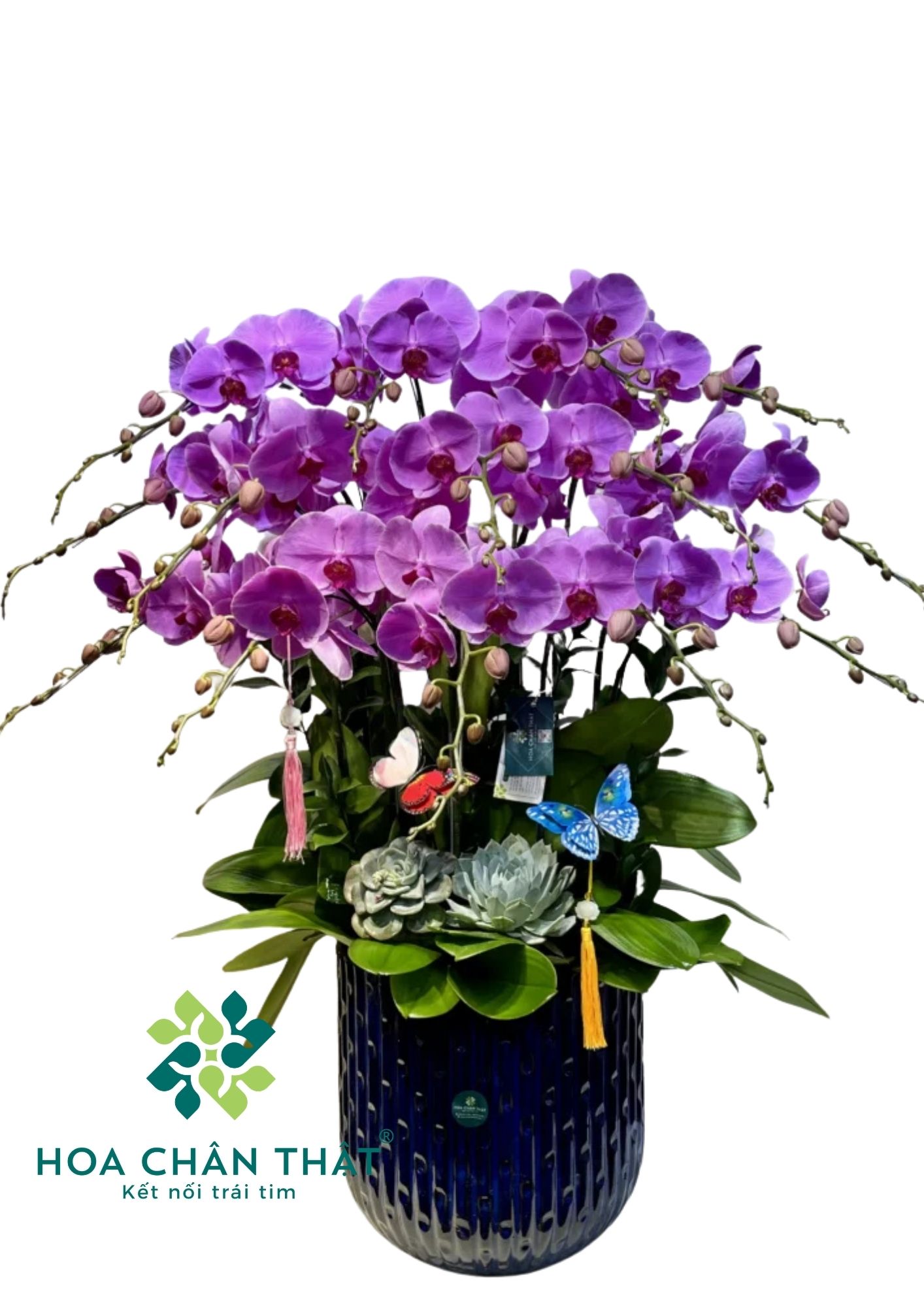 Chậu Lan Hồ Điệp 3 tầng 14 Cành – Trăng Vàng Đoàn Viên Chau Lan Ho Diep 3 tang 14 Canh – Trang Vang Doan Vien