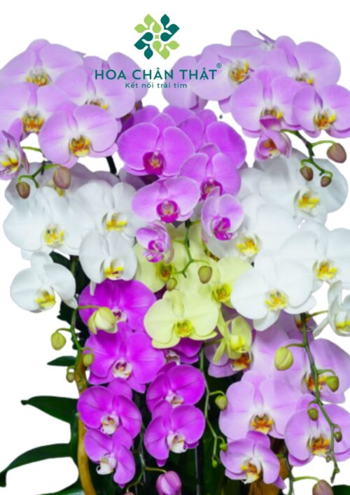 Chậu Lan Hồ Điệp Ghép Lũa – Vẻ Đẹp Trường Tồn