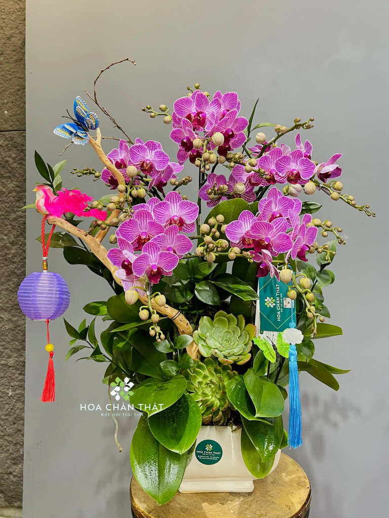 Chậu Lan Hồ Điệp – Song Hỷ Đoàn Viên Chậu Lan Hồ Điệp – Song Hỷ Đoàn Viên