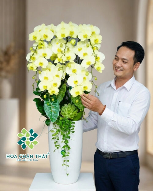 Chậu Lan Hồ Điệp Vàng Kem – Vượng Khí An Nhiên