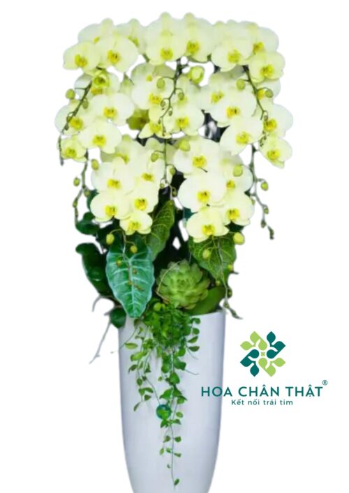 Chậu Lan Hồ Điệp Vàng Kem – Vượng Khí An Nhiên