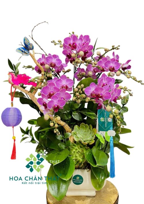 Chậu Lan Hồ Điệp – Song Hỷ Đoàn Viên