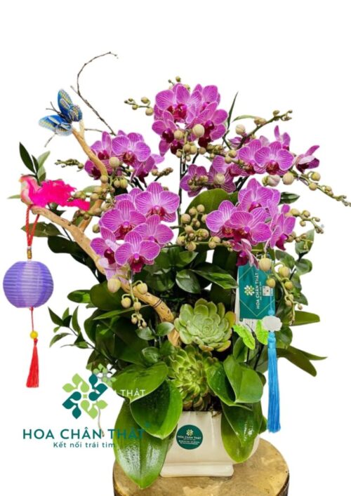 Chậu Lan Hồ Điệp Mini – Song Hỷ Đoàn Viên