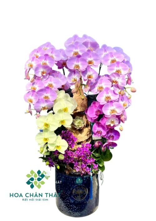 Chậu Lan Hồ Điệp – Vạn Sắc Thành Công