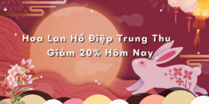 Lan Hồ Điệp & Câu Chuyện Trung Thu – Món Quà Gửi Trọn Yêu Thương Hoa Lan Ho Diep Trung Thu Giam 20 Hom Nay