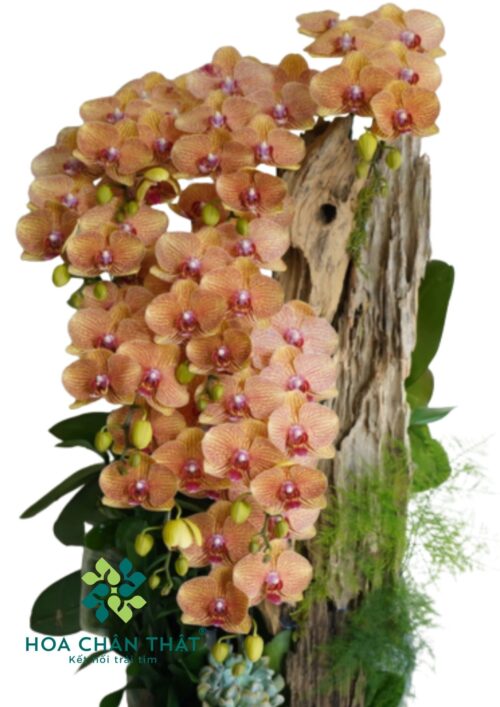 Lan Hồ Điệp 9 Cành Ghép Lũa Màu Cam Tươi Sáng