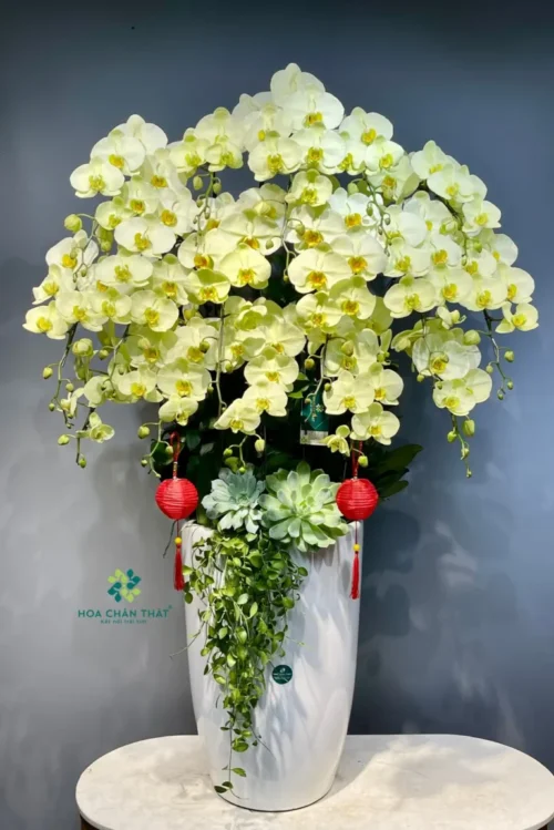 Lan Hồ Điệp Vàng Kim Phú Quý – Biểu Tượng Tài Lộc & Vinh Hoa