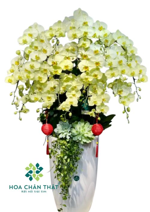 Lan Hồ Điệp Vàng Kim Phú Quý – Biểu Tượng Tài Lộc & Vinh Hoa