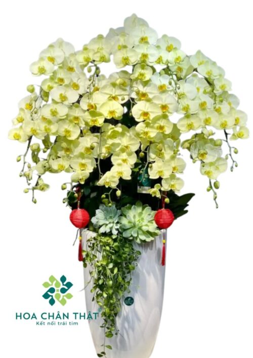 Lan Hồ Điệp Vàng Kim Phú Quý – Biểu Tượng Tài Lộc & Vinh Hoa