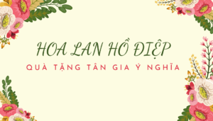 HOA LAN HỒ ĐIỆP QUÀ TẶNG TÂN GIA Ý NGHĨA Nhat Vang Tao Cay Qua tang Nhan 1