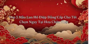 Top 3 Mẫu Lan Hồ Điệp Đẳng Cấp Cho Tết 2025 – Chọn Ngay Tại Hoa Chân Thật Top 3 Mau Lan Ho Diep Dang Cap Cho Tet Chon Ngay Tai Hoa Chan That