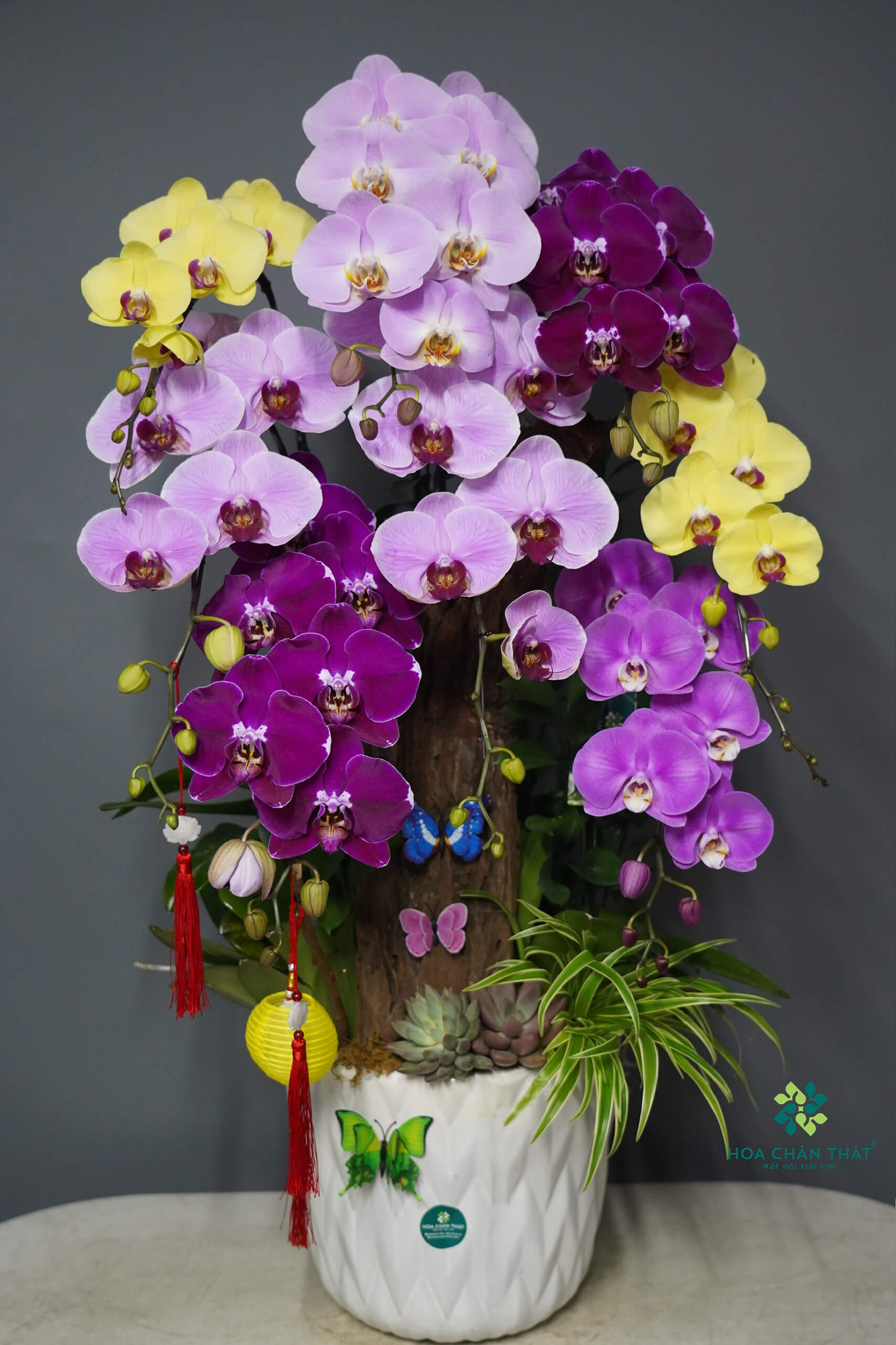 Lan Hồ Điệp Vu Lan 2025 – Quà Tặng Doanh Nghiệp Đẳng Cấp Tri Ân Lan Hồ Điệp Vu Lan 2025 – Quà Tặng Doanh Nghiệp Đẳng Cấp Tri Ân