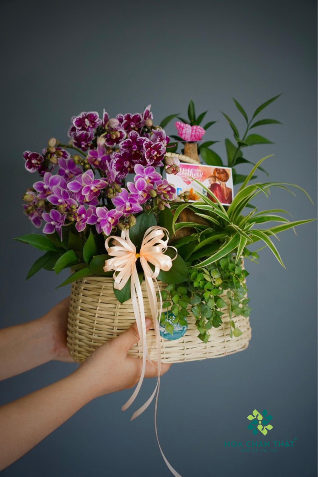 LAN HỒ ĐIỆP MINI ĐỂ BÀN: GIẢI PHÁP CHO KHÔNG GIAN NHỎ image3 1