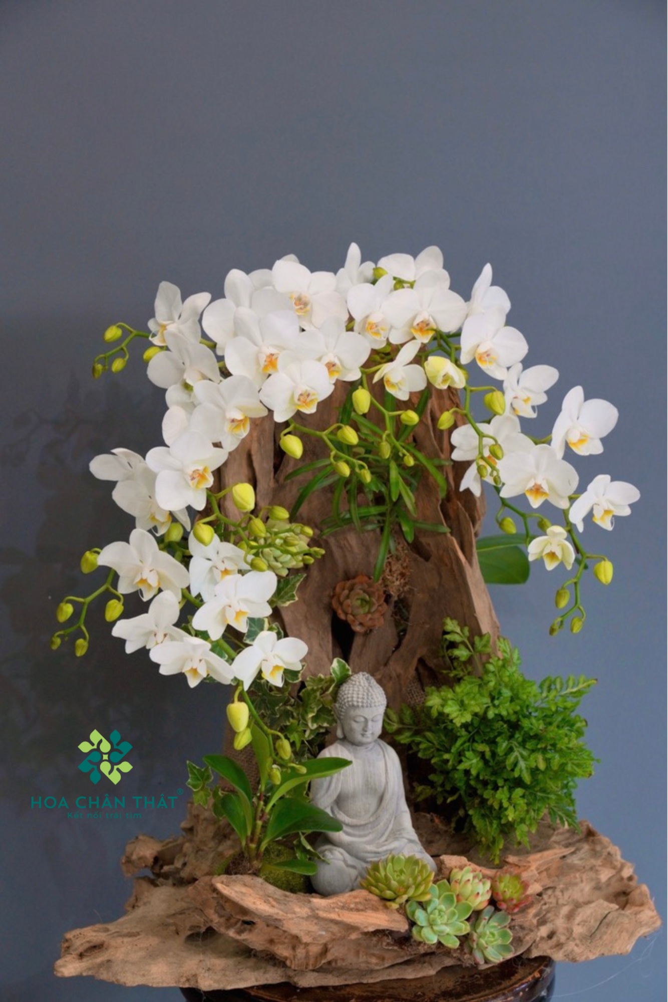 LAN HỒ ĐIỆP MINI ĐỂ BÀN: GIẢI PHÁP CHO KHÔNG GIAN NHỎ image4 1