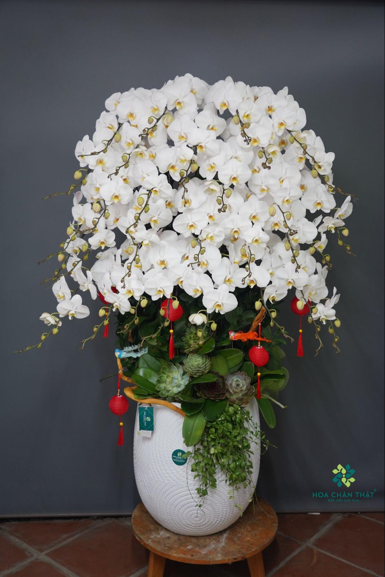 HOA LAN HỒ ĐIỆP QUÀ TẶNG TÂN GIA Ý NGHĨA image6