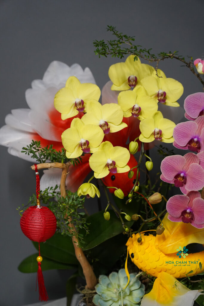 Lan hồ điệp cá chép vàng – Vượng tài đón phúc