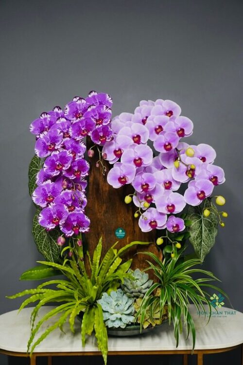 Chậu Lan Ghép Lũa – Hồng Tím Phú Quý