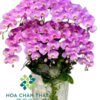 Chậu Lan Hồ Điệp 10 Cành – Tím Ngọc Thịnh Vượng