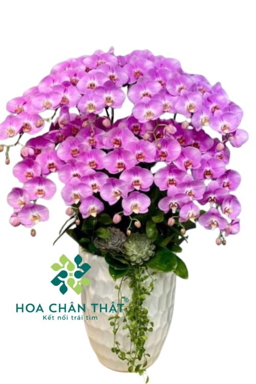 Chậu Lan Hồ Điệp 10 Cành – Tím Ngọc Thịnh Vượng
