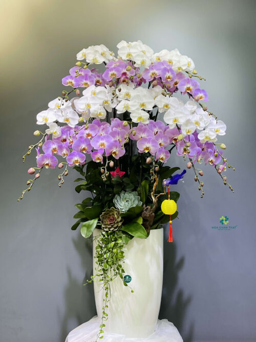 Chậu Lan Hồ Điệp 18 Cành – Phú Quý Đoàn Viên