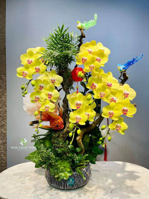 Chậu Lan Hồ Điệp – Minh Nguyệt Đoàn Viên