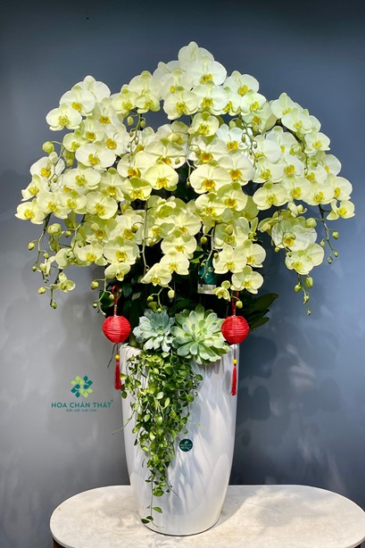 Chậu Lan Hồ Điệp 20 Cành – Kim Vượng Hưng Phát