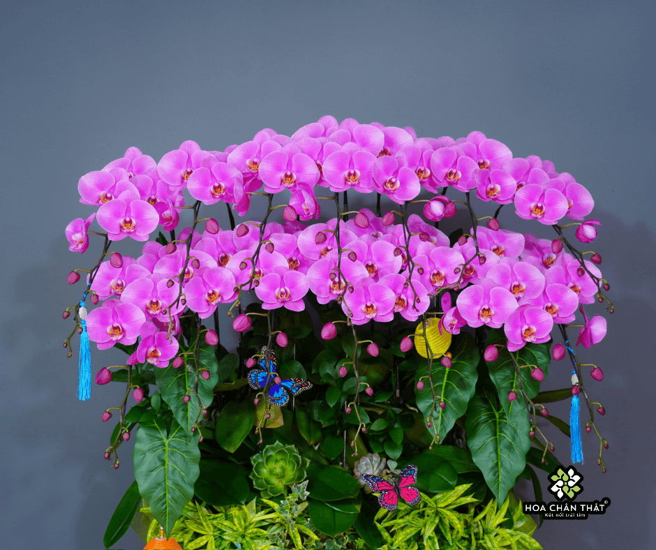Máng Lũa Lan Hồ Điệp 14 Cành - Tím Vượng Đoàn Viên