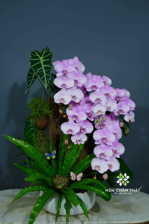 Chậu Lan Hồ Điệp Ghép Lũa 5 Cành – Tím Sương Cát Tường