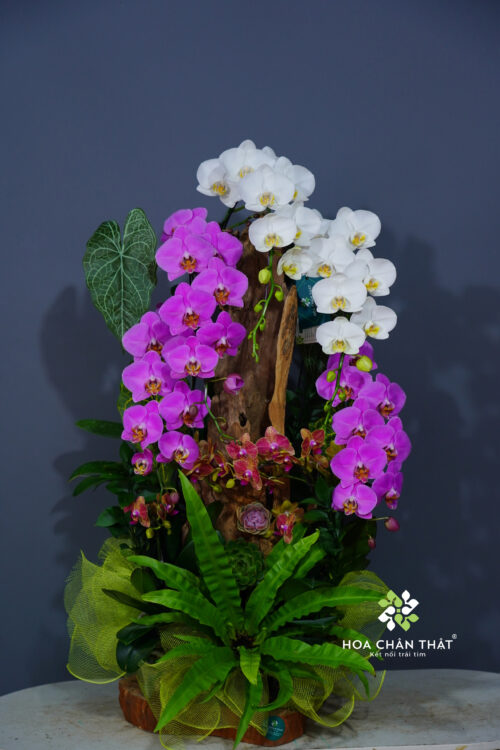 Chậu Lan Hồ Điệp Ghép Lũa 6 Cành  – Tình Khúc Trắng Tím