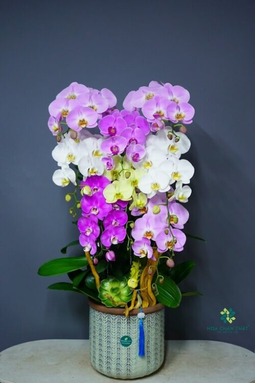 Chậu Lan Hồ Điệp 8 Cành – Ngọc Diệp An Khang