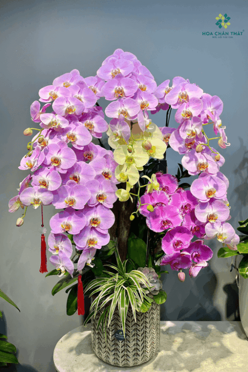 Chậu Lan Ghép Lũa 8 Cành – Hưng Thịnh Đoàn Viên