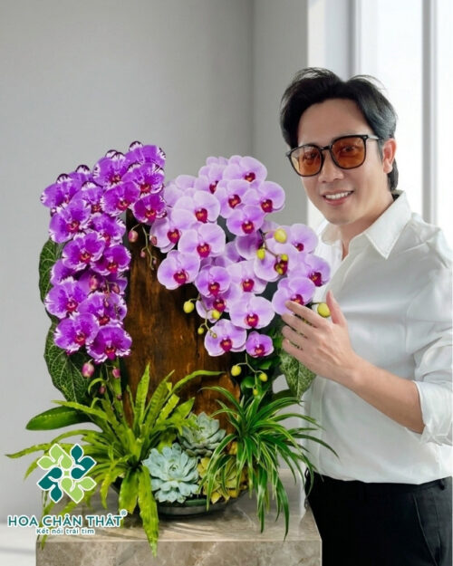 Chậu Lan 7 Cành Ghép Lũa Nghệ Thuật – Hồng Tím Phú Quý Chậu Lan 7 Cành Ghép Lũa Nghệ Thuật – Hồng Tím Phú Quý