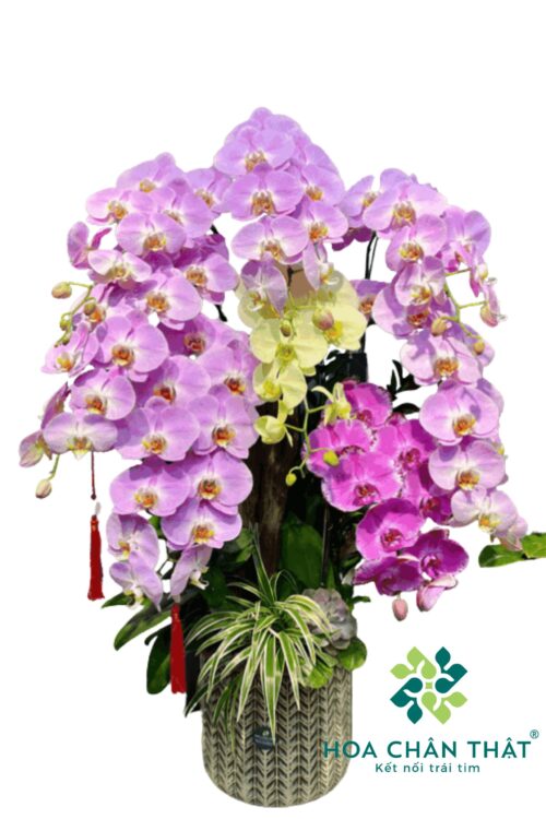Chậu Lan Ghép Lũa 8 Cành – Hưng Thịnh Đoàn Viên