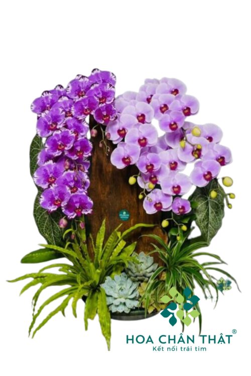 Chậu Lan 7 Cành Ghép Lũa Nghệ Thuật – Hồng Tím Phú Quý