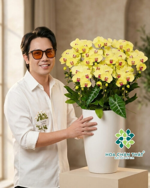 Chậu Lan Hồ Điệp 10 Cành Vàng Hoàng Hậu – Kim Vàng Vinh Hoa