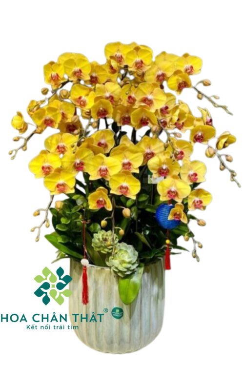 Chậu Lan Hồ Điệp 10 Cành Vàng Lưỡi Đỏ – Kim Vân Cát Tường