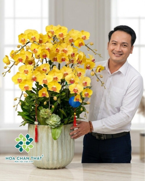 Chậu Lan Hồ Điệp 10 Cành Vàng Lưỡi Đỏ – Kim Vân Cát Tường