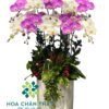 Chậu Lan Hồ Điệp 10 Cành – Ngọc Hồng An Khang