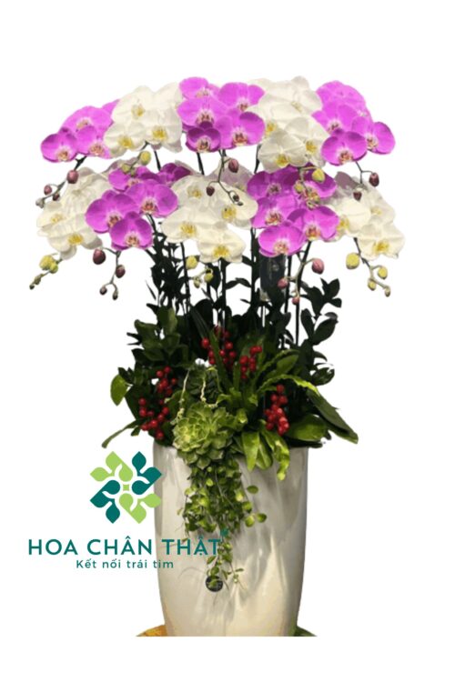 Chậu Lan Hồ Điệp 10 Cành – Ngọc Hồng An Khang