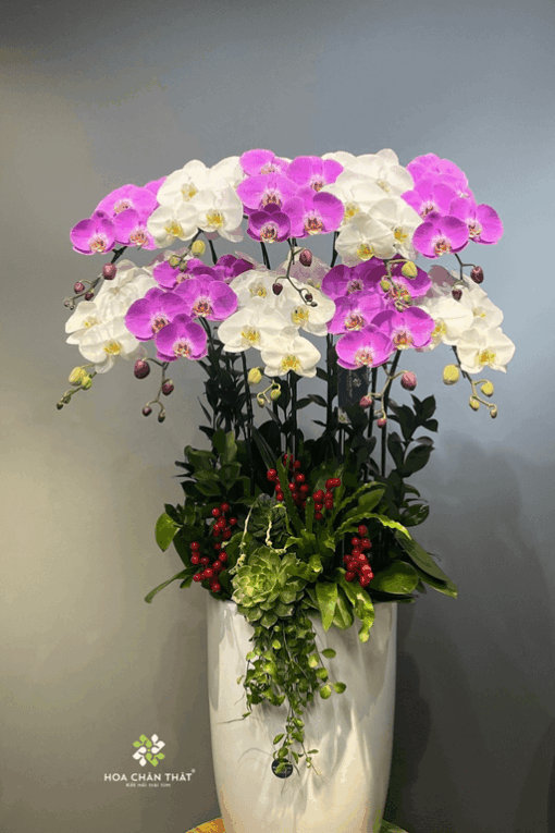 Chậu Lan Hồ Điệp 10 Cành – Ngọc Hồng An Khang Chau Lan Ho Diep 10 Canh – Ngoc Hong An Khang1
