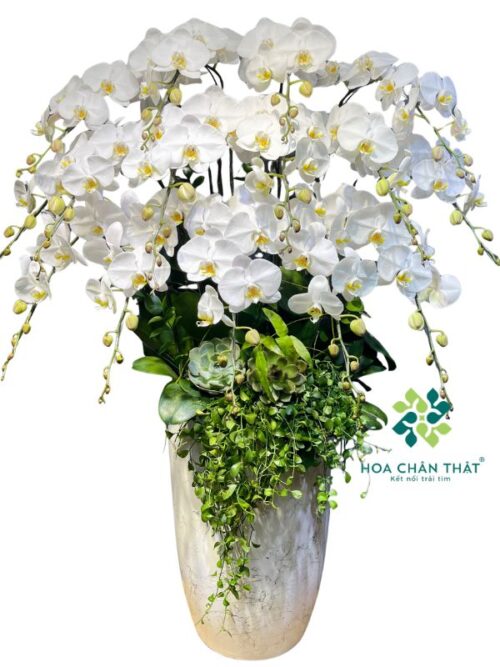 Chậu Lan Hồ Điệp 15 Cành Trắng V3