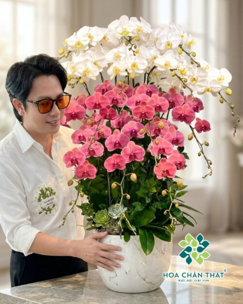 Chậu Lan Hồ Điệp 15 Cành – Bạch Hồng Vượng Cát