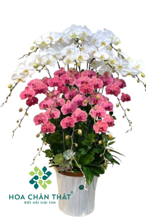 Chậu Lan Hồ Điệp 15 Cành – Bạch Hồng Vượng Cát
