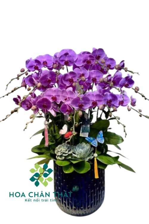 Chậu Lan Hồ Điệp 15 Cành – Phúc Lộc Đoàn Viên