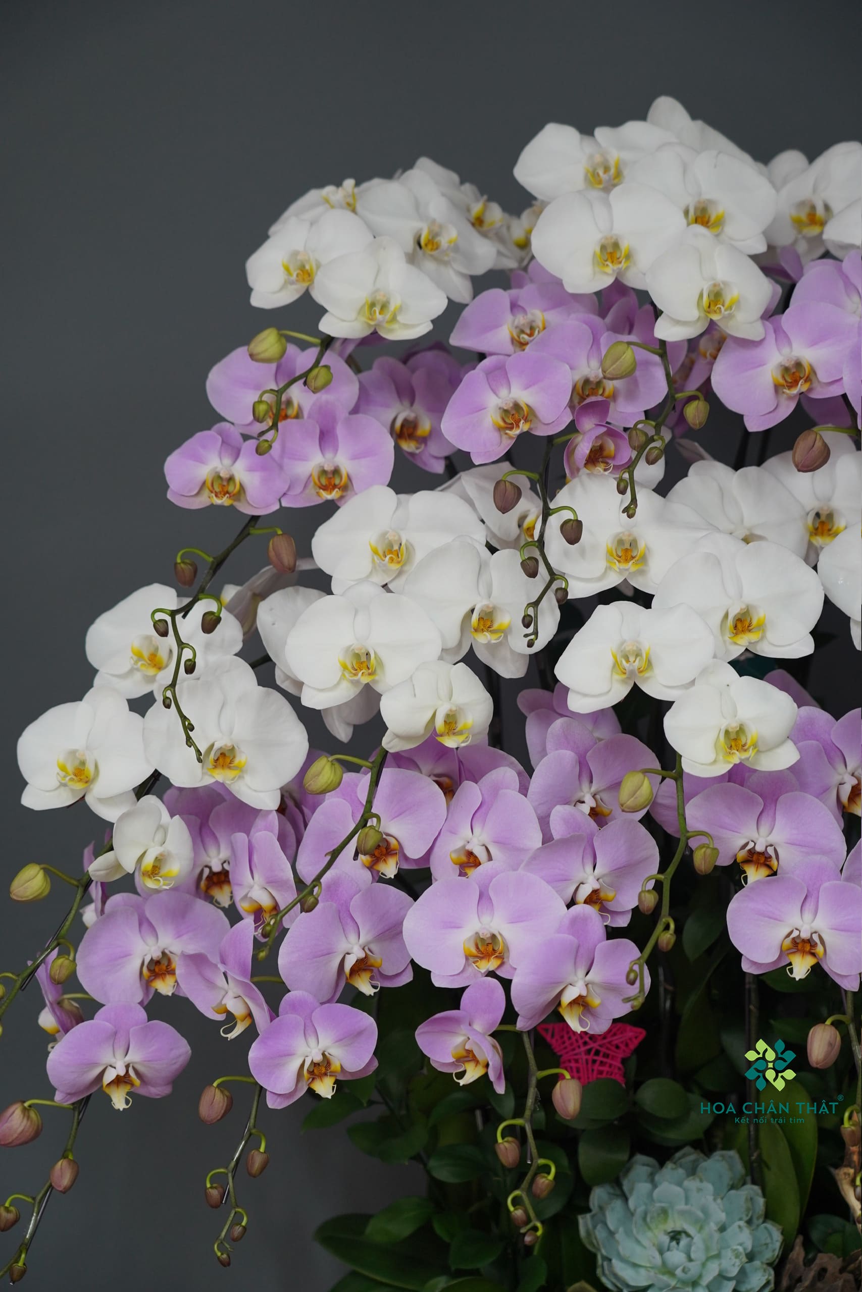 Chậu Lan Hồ Điệp 18 Cành – Phú Quý Đoàn Viên Chậu Lan Hồ Điệp 18 Cành – Phú Quý Đoàn Viên