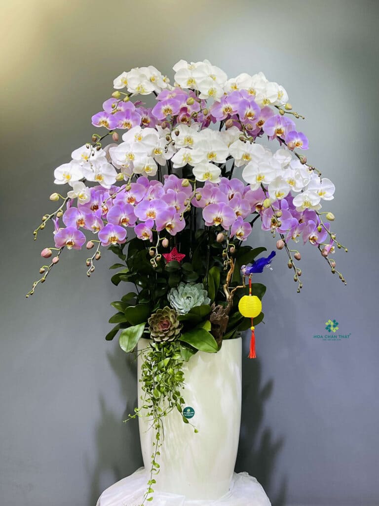 Chậu Lan Hồ Điệp 18 Cành – Phú Quý Đoàn Viên Chau Lan Ho Diep 18 Canh – Phu Quy Doan Vien 1