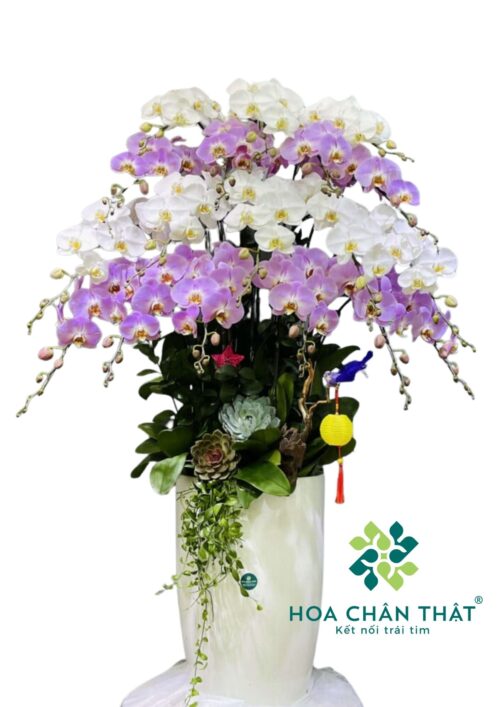 Chậu Lan Hồ Điệp 18 Cành – Phú Quý Đoàn Viên
