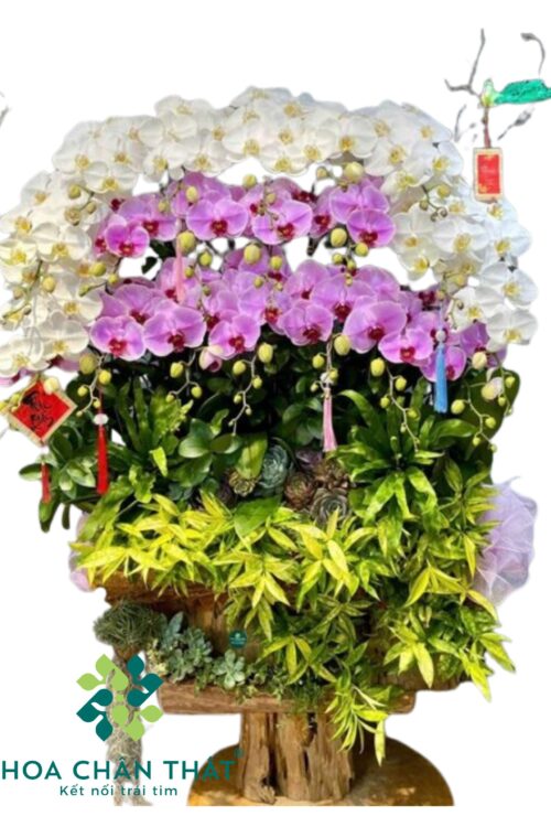 Máng lũa 20 Cành Lan Hồ Điệp – Bạch Hồng Phú Quý